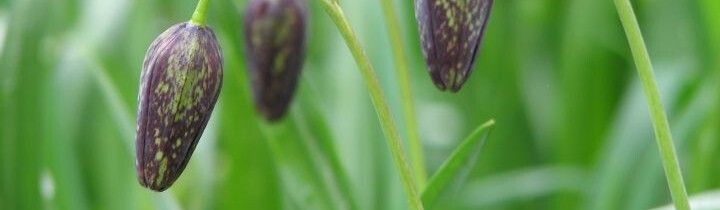 Flower - Chocolate Lily