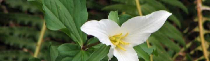Flower - Trillium