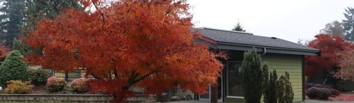 Tree with red leaves in front of St. Andrew's Church